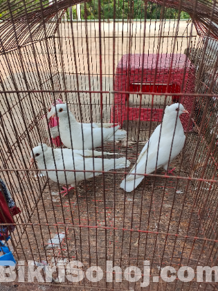 বাচ্চা সহ ১জোড়া রানিং কবুতর